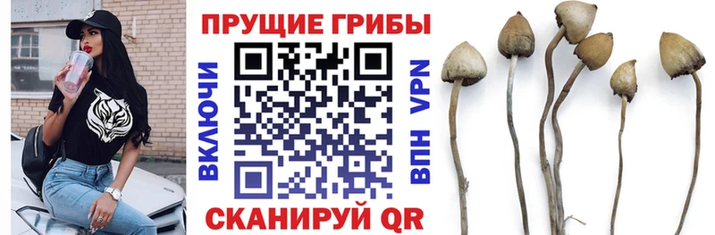 Галлюциногенные грибы Cubensis  купить наркотики цена  blacksprut ONION  Шагонар 